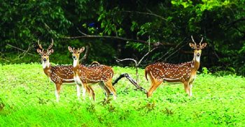 করোনায় থামছে না সুন্দরবনে হরিণ শিকার বেপরোয়া শিকারীরা