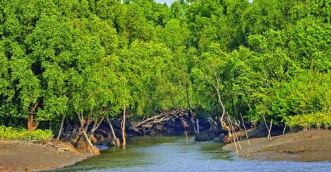 সুন্দরবনের কারণে আবারো রক্ষা পেল উপকূলবাসী