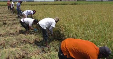 ঝিনাইদহে কৃষকের জমির ধান কেটে দিল স্বেচ্ছাসেবকলীগের নেতাকর্মীরা