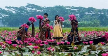 খাল, বিল, হাওড়-বাঁওড় ও জলাশয়ের মতোই বিলুপ্তির পথে জাতীয় ফুল শাপলা