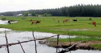 ক্ষুধার্ত শিয়ালের থাবায় কলাপাড়ায় অর্ধশতাধিক গরু-ছাগল আহত