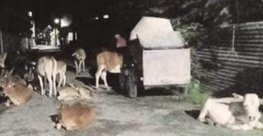 গলাচিপায় রাতে রাস্তায় গরু ছাগল