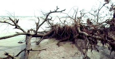 গঙ্গামতি সৈকত এখন কেবলই গাছের ধ্বংস স্তুপ