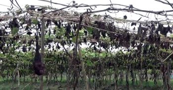 পটুয়াখালীর কলাপাড়ায় ঘূর্ণিঝড় আম্ফান লন্ডভন্ড করে দিয়েছে কৃষকদের স্বপ্ন