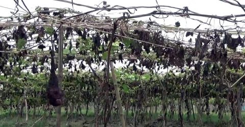 পটুয়াখালীর কলাপাড়ায় ঘূর্ণিঝড় আম্ফান লন্ডভন্ড করে দিয়েছে কৃষকদের স্বপ্ন