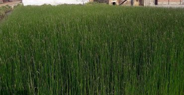 রাণীনগরের পাতি দেশ জুড়ে খ্যাতি