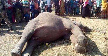 মানুষকে ‘বিশ্বাস’ করে প্রাণ দিল এই হাতি