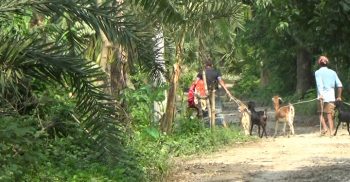 ঝিনাইদহে ছয়মাসের বাচ্চা গরু প্রতিদিন ৩০০ গ্রাম দুধ দিচ্ছে