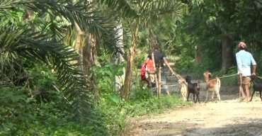 ঝিনাইদহে ছয়মাসের বাচ্চা গরু প্রতিদিন ৩০০ গ্রাম দুধ দিচ্ছে