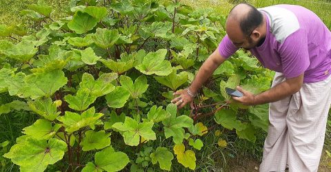 কারিগরি প্রশিক্ষণ কেন্দ্রে লাল ঢেঁড়সের বাম্পার ফলন