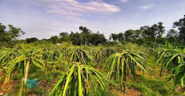 ঝিনাইদহে ড্রাগন ফল চাষে ব্যাপক সফলতার ধারাবাহিকতায় এবার ড্রাগন ফল চাষে ঝুকছেন যুবকরা