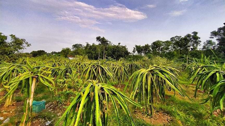 ঝিনাইদহে ড্রাগন ফল চাষে ব্যাপক সফলতার ধারাবাহিকতায় এবার ড্রাগন ফল চাষে ঝুকছেন যুবকরা