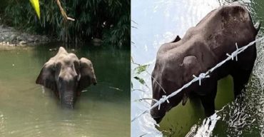 মৃত্যুযন্ত্রণায় টানা ৩ দিন পানিতে দাঁড়িয়ে ছিল হাতিটি