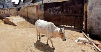 হাতির পর ভারতে এবার একই কাণ্ড ঘটলো গরুর সঙ্গেও!