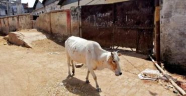 হাতির পর ভারতে এবার একই কাণ্ড ঘটলো গরুর সঙ্গেও!