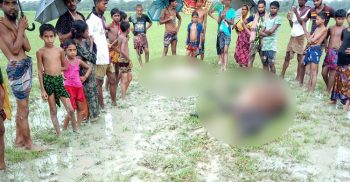 আমতলীতে বজ্রপাতে ৩ গরুর মৃত্যু