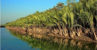 সুন্দরবনে ২টি বানর, অজাগর বিষাক্ত ৪টি সাপ কে ফিরিয়ে দেয়া হলো
