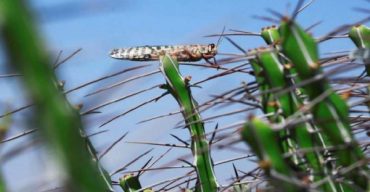 পাকিস্তান ভারতের পর এবার শ্রীলঙ্কায় পঙ্গপালের হানা