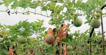 নওগাঁ’র আত্রাইয়ে কৃষক রেজাউল ইসলাম মরু অঞ্চলের ফসল সাম্মাম চাষ করে সফলতা