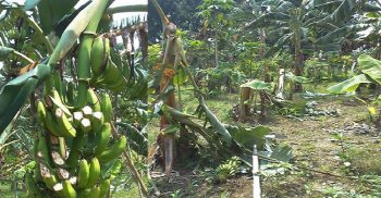 রাতের আঁধারে একের পর এক বাদীর স্বজনদের ক্ষেতের ফসল কেটে দিচ্ছে