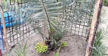 শরীয়তপুরের সৌ‌দি খেজুর চাষ ক‌রে‌ সফল সোলাইমান