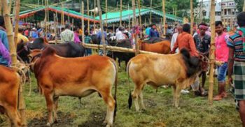 কোরবানির পশু বিক্রি নিয়ে দুশ্চিন্তায় ঝিনাইদহ খামারিরা!
