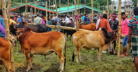 কোরবানির পশু বিক্রি নিয়ে দুশ্চিন্তায় ঝিনাইদহ খামারিরা!