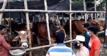 ঢাকায় গরু নিয়ে ঝিনাইদহের খামারী ও ব্যাপারীরা এখন মহাবিপাকে