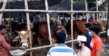 ঢাকায় গরু নিয়ে ঝিনাইদহের খামারী ও ব্যাপারীরা এখন মহাবিপাকে