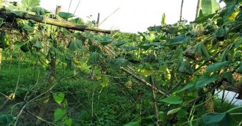 মাদারীপুরে ৩লাখ ৫০হাজার টাকার লাউগাছ কেটে দিয়েছে র্দূবৃত্তরা