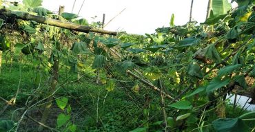 মাদারীপুরে ৩লাখ ৫০হাজার টাকার লাউগাছ কেটে দিয়েছে র্দূবৃত্তরা