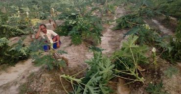 আড়াই বিঘা জমি ৩ শতাধিক ধরন্ত পেঁপে গাছ কেটে দিলো দুবৃত্তরা বিপাকে কালীগঞ্জের বর্গাচাষী মাজেদুল