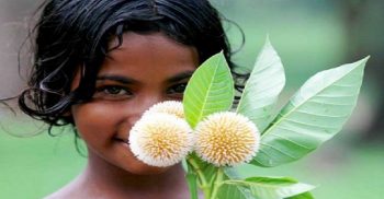 হারিয়ে যাচ্ছে বাদল দিনের কদম ফুল