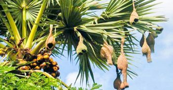 গলাচিপায় বিলুপ্ত প্রায় বাবুই পাখির বাসা