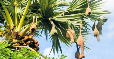 গলাচিপায় বিলুপ্ত প্রায় বাবুই পাখির বাসা