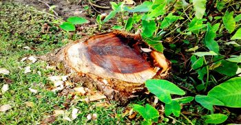 রাজাপুরে কৃষকের ভূমিহীন জমির ২০টি গাছ কেটে নেওয়ার অভিযোগ, হুমকিতে দিশেহারা!