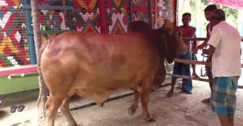 কোরবানির জন্য গড়ে তোলা সাতক্ষীরার ‘রাজাকে’ দেখতে ভিড়