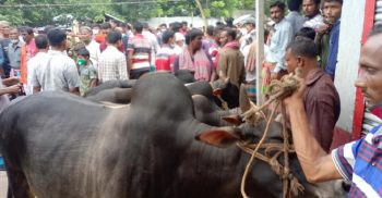ঝিনাইদহেও গরুর মুল্য কম হওয়ায় মহা বিপাকে গরু খামারিরা