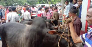 ঝিনাইদহেও গরুর মুল্য কম হওয়ায় মহা বিপাকে গরু খামারিরা