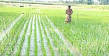 গলাচিপায় বিনামুল্যে সার ও বীজ পেয়ে ধান চাষে ব্যস্ত কৃষক
