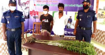 হরিণাকুন্ডুর ভাবানীপূর ও ফলসী গ্রাম থেকে গাজার গাছ ও গাজা সহ দুই মাদক সেবী আটক