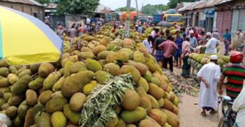শৈলকুপায় কাঁঠালের বাম্পার ফলন, দাম কম হওয়ায় হতাশ বাগান মালিকরা