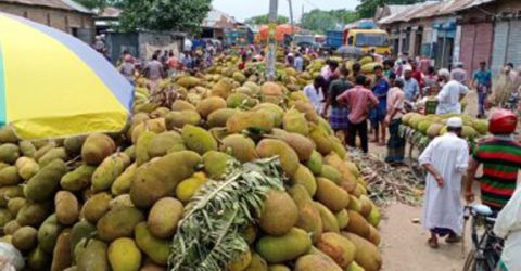 শৈলকুপায় কাঁঠালের বাম্পার ফলন, দাম কম হওয়ায় হতাশ বাগান মালিকরা