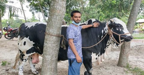 ঝিনাইদহের পাগলাকানাই ইউপির গয়েশপুর গ্রামের চমক বাহুবলি ও টাইগার