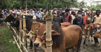 ঈদকে সামনে রেখে  কোরবানির পশুরহাটে ক্রেতা শূন্য  দুশ্চিন্তায় খামারিরা