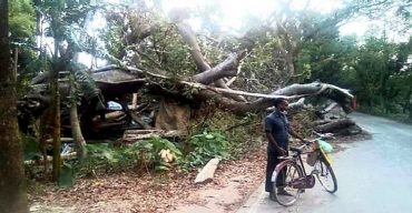 ঝিনাইদহ হলিধানিতে আম্পান ঝড়ে পড়া বট গাছটি এখন মৃত্যু ফাঁদ