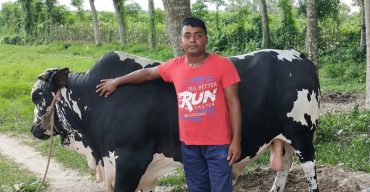 কোরবানী ঈদকে সামনে রেখে গরু মোটা তাঁজা করনে ব্যস্ত ঝিনাইদহের খামারীরা