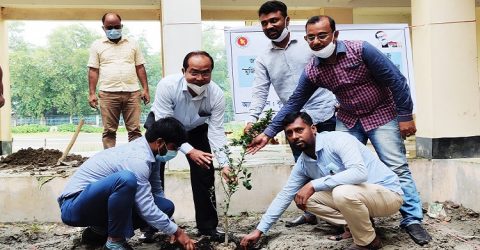 সামাজিক বনায়নের লক্ষ্যে কৃষি বিভাগের শতাধিক বৃক্ষরোপণ রাঙ্গাবালীতে
