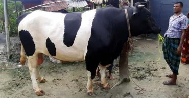 কুরবাণির হাটে আসছে ‘বড় বাবু’ এবং ‘ছোট বাবু’