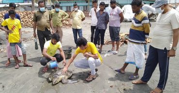 কুয়াকাটায় বালুচরে আটকে পড়া কচ্ছপটি সাগরে অবমুক্ত